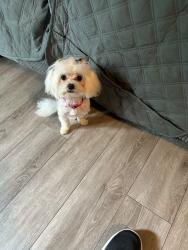 Reunited Female Dog last seen Esquina, Hillsboro, OR 97124
