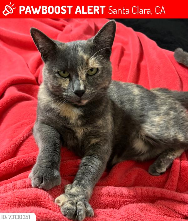 Lost Female Cat last seen Bowers Ave, Santa Clara, CA 95051