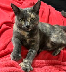 Lost Female Cat last seen Bowers Ave, Santa Clara, CA 95051
