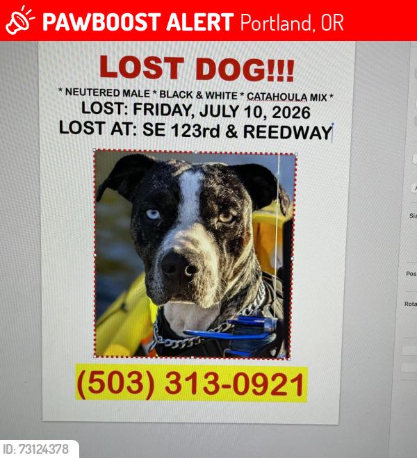 Lost Male Dog last seen Near SE 123rd Ave, Portland, OR 97236, USA, Portland, OR 97236