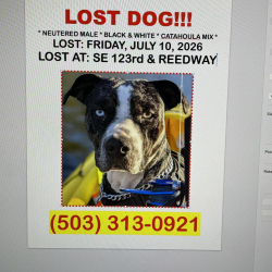 Lost Male Dog last seen Near SE 123rd Ave, Portland, OR 97236, USA, Portland, OR 97236