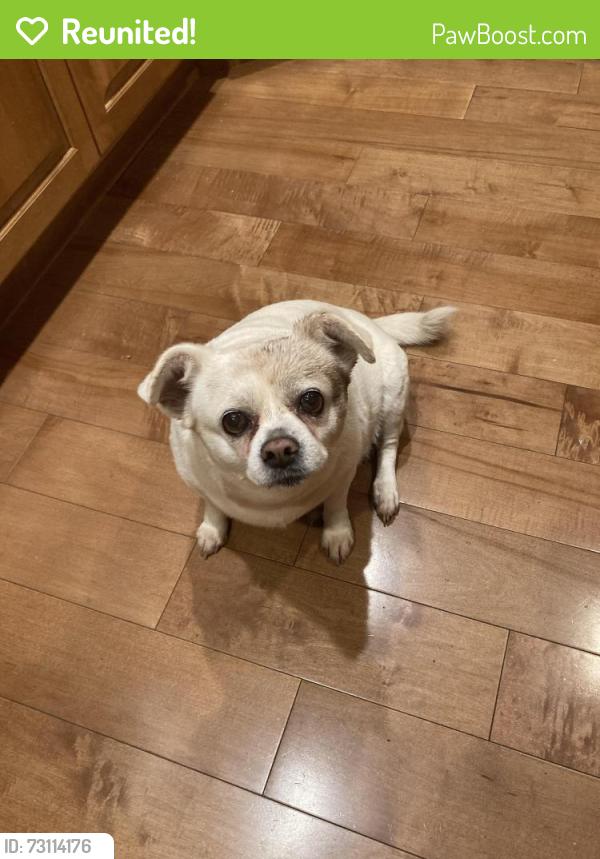 Reunited Female Dog last seen Dalewood/ Andderson, Lyndhurst, OH 44124