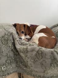 Lost Female Dog last seen Valvoline, Summerville, SC 29485
