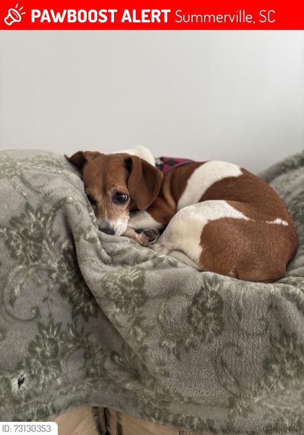 Lost Female Dog last seen Valvoline, Summerville, SC 29485
