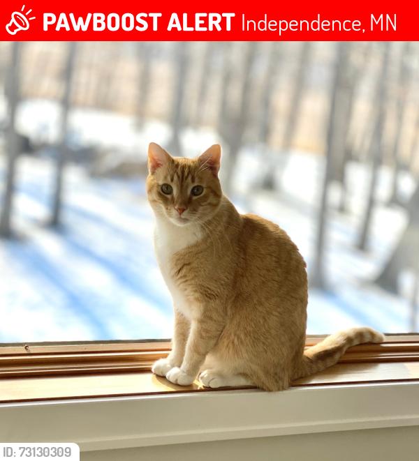 Lost Male Cat last seen Highway 12 and Copeland Road, Independence, MN 55359