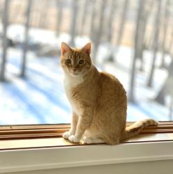 Lost Male Cat last seen Highway 12 and Copeland Road, Independence, MN 55359