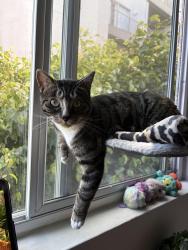 Lost Female Cat last seen apmt building, Santa Monica, CA 90405