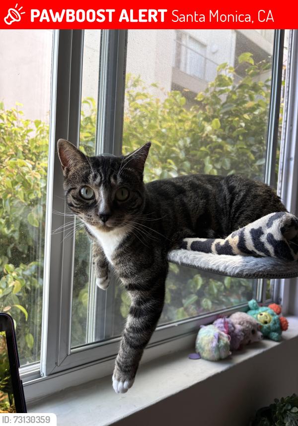 Lost Female Cat last seen apmt building, Santa Monica, CA 90405