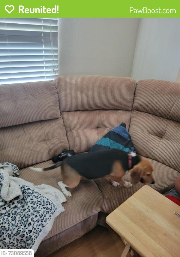 Reunited Male Dog last seen Lake Hillcrest and Main st., Glen Carbon, IL 62034