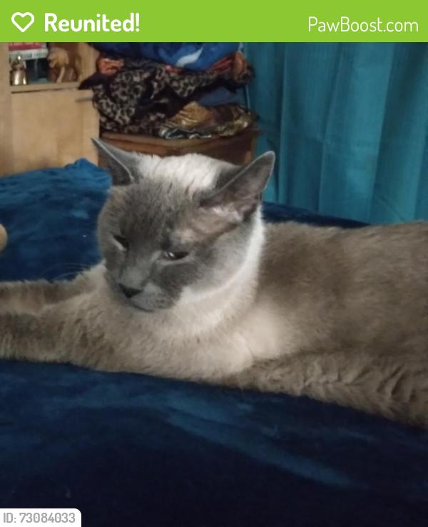 Reunited Male Cat last seen Francis & 44th, Portland, OR 97206
