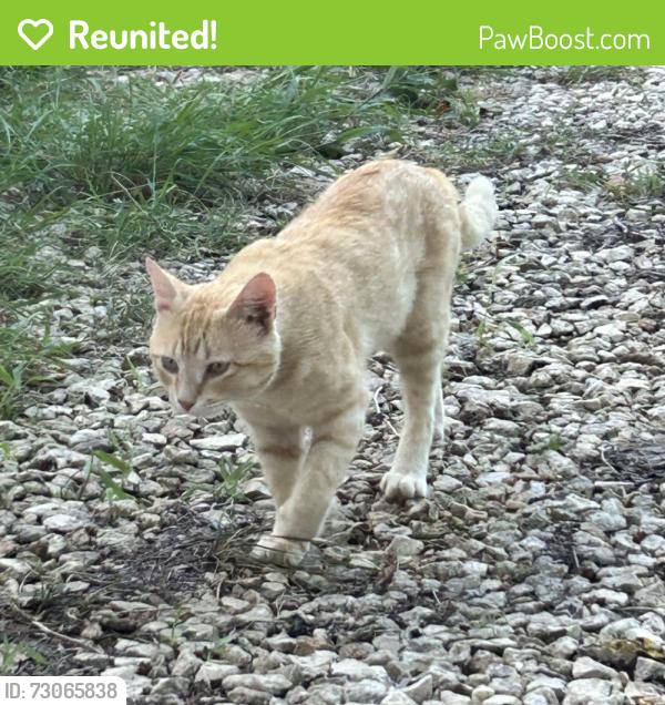 Reunited Male Cat last seen North Fork and Romberg, Bartlett, TX 76511