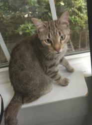 Found/Stray Female Cat last seen Bennet road and Windsor Creek Dr., Grayson, GA 30017