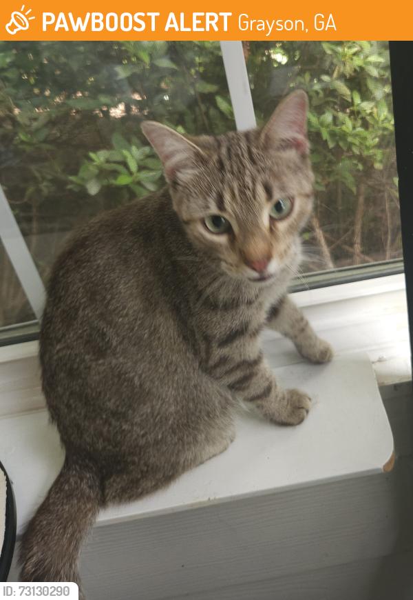 Found/Stray Female Cat last seen Bennet road and Windsor Creek Dr., Grayson, GA 30017
