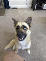 Reunited Female Dog last seen E North Broadway and Hiawatha St., Columbus, OH 43224