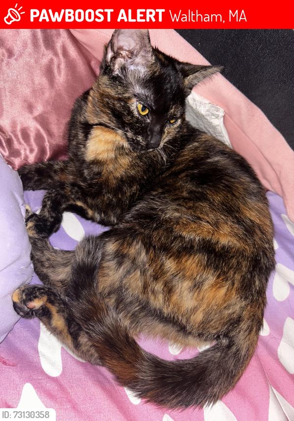 Lost Female Cat last seen Close to seven-11, Waltham, MA 02453