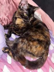 Lost Female Cat last seen Close to seven-11, Waltham, MA 02453