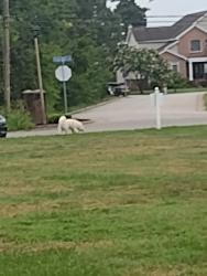 Found/Stray Male Dog last seen LaSalle Ave, Hampton, VA 23666