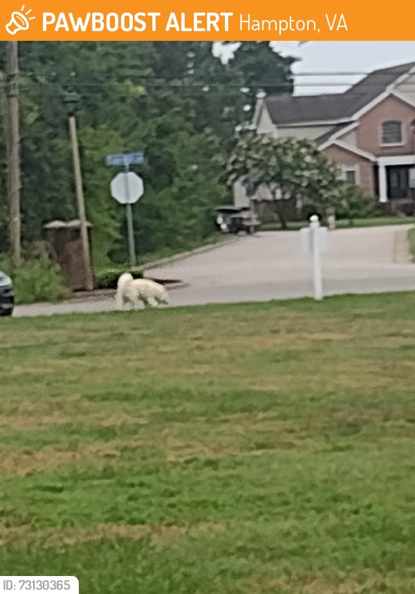 Found/Stray Male Dog last seen LaSalle Ave, Hampton, VA 23666