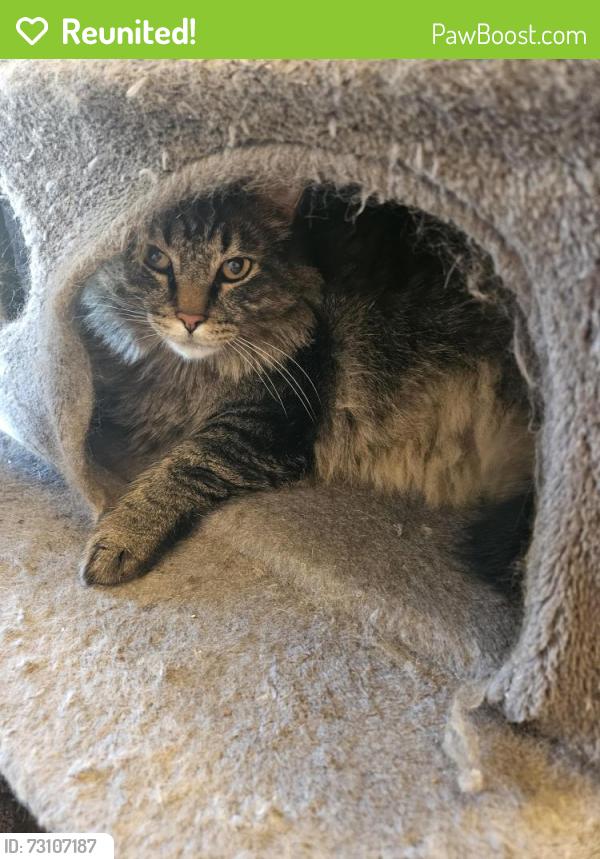 Reunited Male Cat last seen Mount werner circle and Rice, Colorado Springs, CO 80905