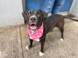 Shelter Stray Female Dog last seen Near Lenox Road, BROOKLYN, NY, 11212, 326 E 110th St, New York, NY 10029, USA