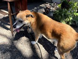 Reunited Female Dog last seen 109th and winnetka, Champlin, MN 55316