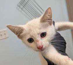 Shelter Stray Male Cat last seen A St, San Diego, CA, 92102, 5500 Gaines St, San Diego, CA 92110, USA