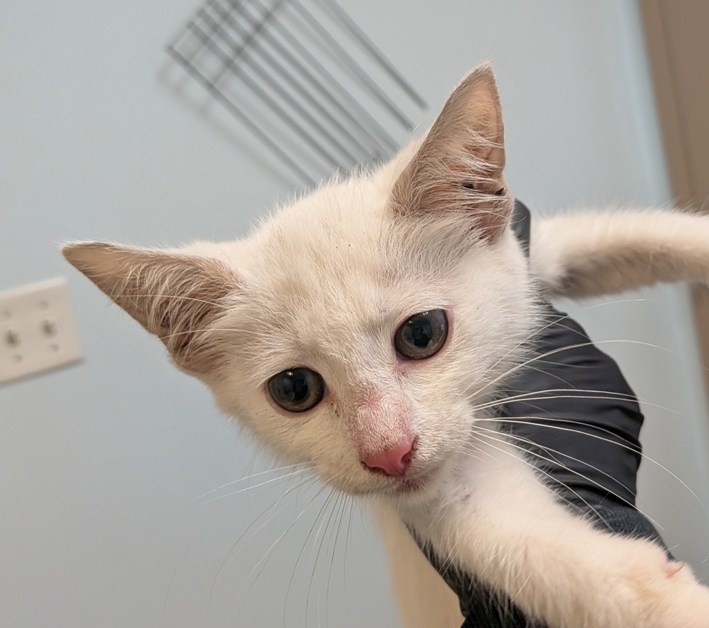 Shelter Stray Male Cat last seen A St, San Diego, CA, 92102, 5500 Gaines St, San Diego, CA 92110, USA