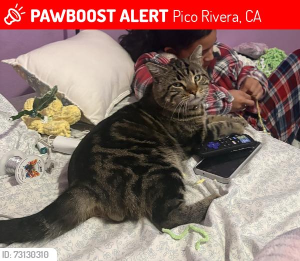Lost Male Cat last seen Rio hondo park, Pico Rivera, CA 90660