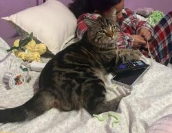 Lost Male Cat last seen Rio hondo park, Pico Rivera, CA 90660