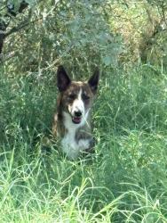 Found/Stray Unknown Dog last seen In grassy field on Old Spanish Trail and Valencia, Tucson, AZ 85747