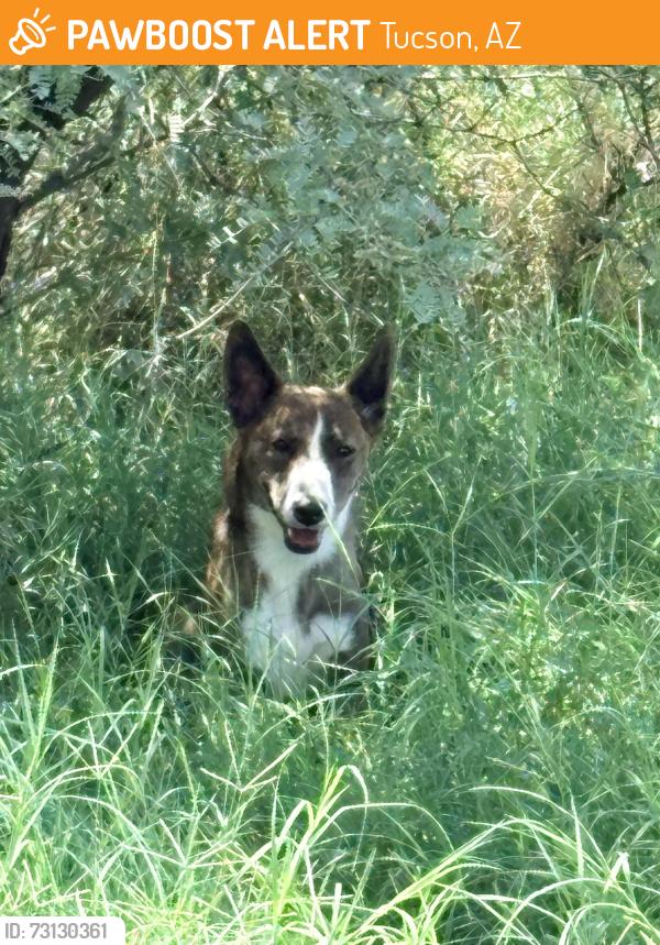 Found/Stray Unknown Dog last seen In grassy field on Old Spanish Trail and Valencia, Tucson, AZ 85747
