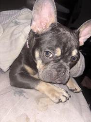 Reunited Female Dog last seen S Bryant Street Denver co, Denver, CO 80219