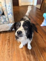 Found/Stray Male Dog last seen Corner of Vandever St & Old Thomasville Rd, High Point, NC 27260