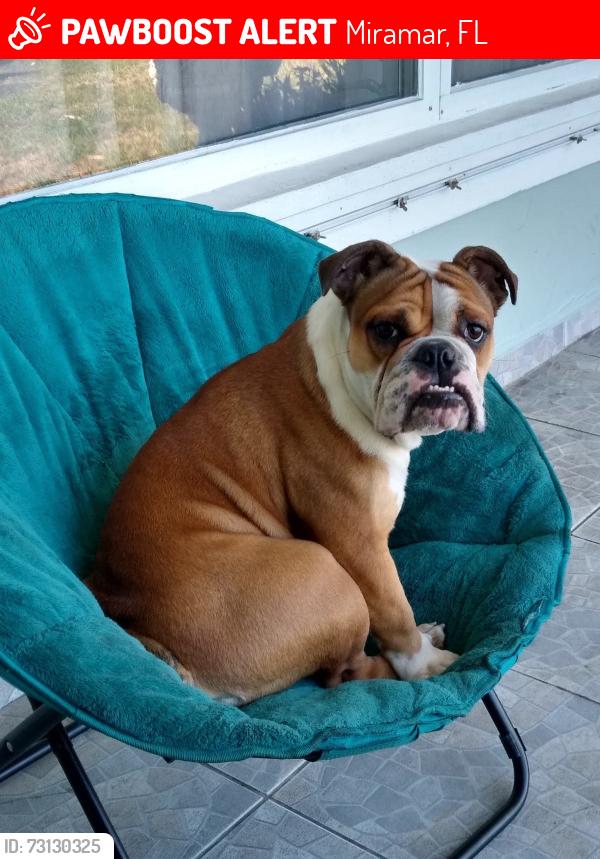 Lost Female Dog last seen Near Camelia Dr, Miramar, FL, Miramar, FL 33023