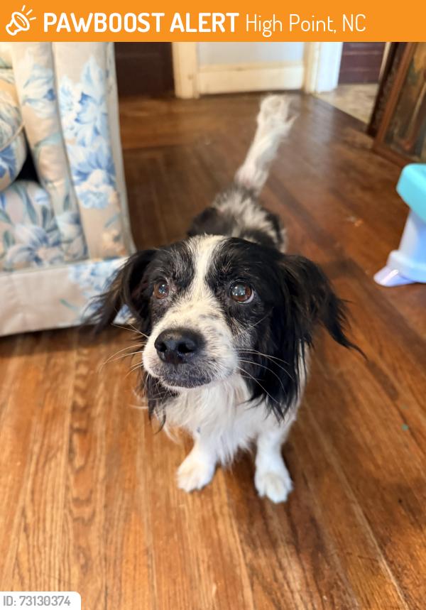 Found/Stray Male Dog last seen Corner of Vandever St & Old Thomasville Rd, High Point, NC 27260