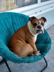 Lost Female Dog last seen Near Camelia Dr, Miramar, FL, Miramar, FL 33023