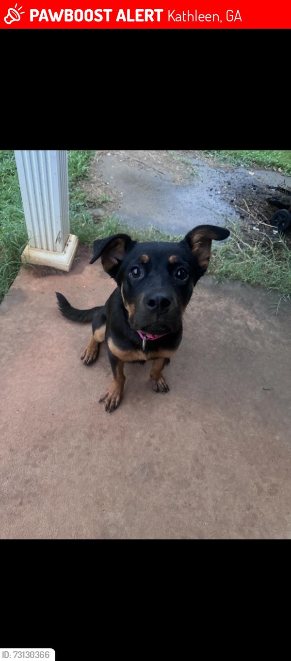 Lost Female Dog last seen Near flowing meadows drive Kathleen ga, Kathleen, GA 31047