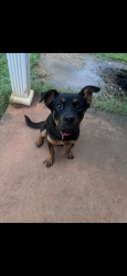 Lost Female Dog last seen Near flowing meadows drive Kathleen ga, Kathleen, GA 31047