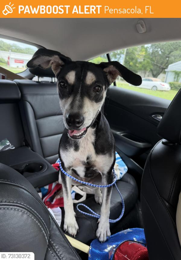 Found/Stray Female Dog last seen The Dwelling Place of Pensacola, Pensacola, FL 32506