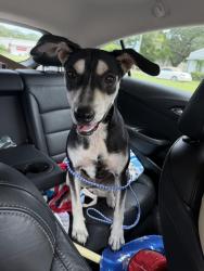Found/Stray Female Dog last seen The Dwelling Place of Pensacola, Pensacola, FL 32506