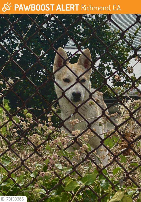 Found/Stray Male Dog last seen Hiltop Rd and Shane, Richmond, CA 94806