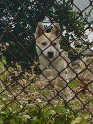 Found/Stray Male Dog last seen Hiltop Rd and Shane, Richmond, CA 94806