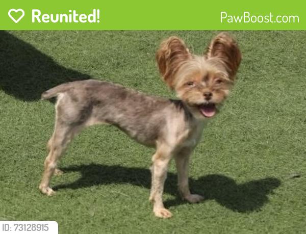 Reunited Female Dog last seen Boudinot ave, Cincinnati, OH 45211