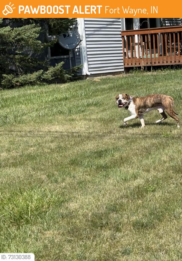 Found/Stray Male Dog last seen Between Vance Ave and State Blcs, Fort Wayne, IN 46815