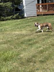 Found/Stray Male Dog last seen Between Vance Ave and State Blcs, Fort Wayne, IN 46815