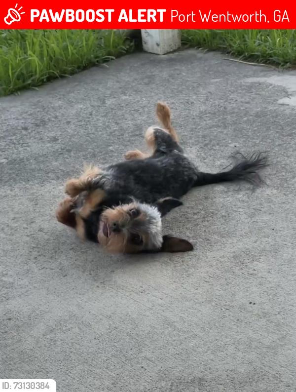 Lost Male Dog last seen Rice Creek Port Wentworth, Port Wentworth, GA 31407