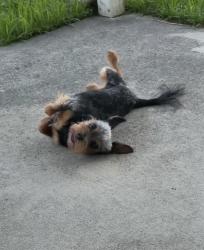 Lost Male Dog last seen Rice Creek Port Wentworth, Port Wentworth, GA 31407