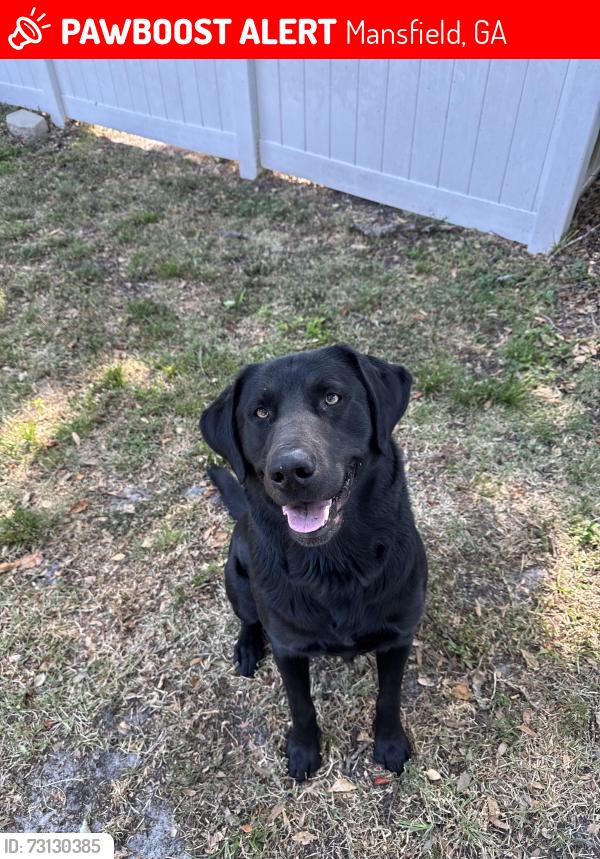 Lost Male Dog last seen Closer to the church/Jackson Lake Rd side of Rocky creek., Mansfield, GA 30055
