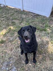 Lost Male Dog last seen Closer to the church/Jackson Lake Rd side of Rocky creek., Mansfield, GA 30055