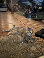 Reunited Unknown Cat last seen W 24th Place and Allison, Lakewood, CO 80214